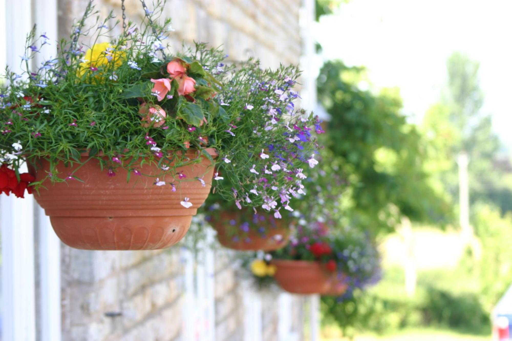 Hotel Crossways Wells Zewnętrze zdjęcie Flower pots